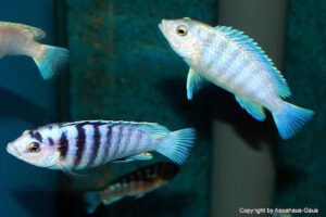 Labidochromis chisumulae